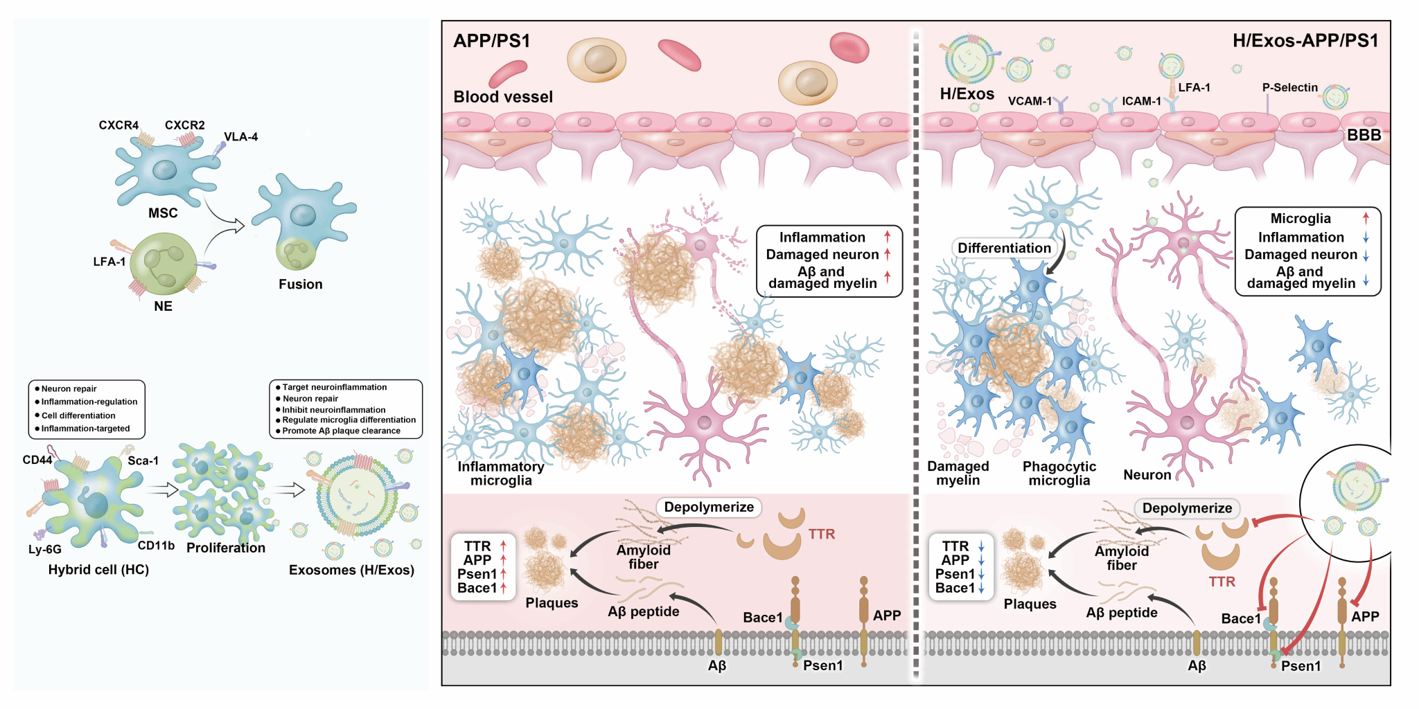 示意圖 MSCs-NEs雜交細(xì)胞制備及其外泌體HExos精準(zhǔn)治療阿爾茨海默病的相關(guān)機(jī)制1.png